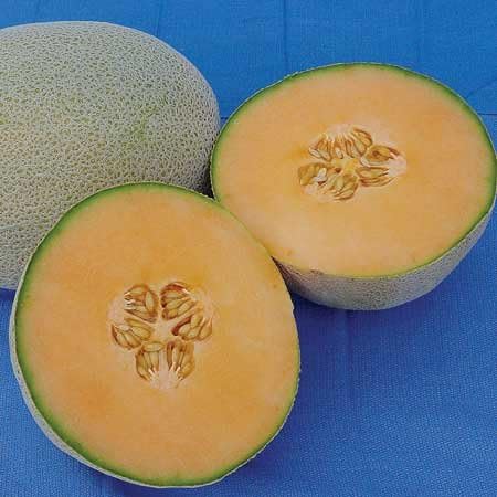 NE Seed Python F1 Hybrid Melon Seeds 500 Seeds