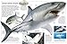Eyewitness Shark: Dive into the Fascinating World of Sharks―from the Tiny Dwarf Dogfish to the Fer (DK Eyewitness)