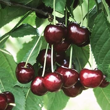 NEU! Hudson, selbstfruchtbare Süßkirsche, Kirschbaum als Buschbaum ca