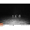 Bushnell-12MP-Trophy-Cam-HD-Essential-Low-Glow-Trail-Camera-Brown Bushnell-12MP-Trophy-Cam-HD-Essential-Low-Glow-Trail-Camera-Brown
