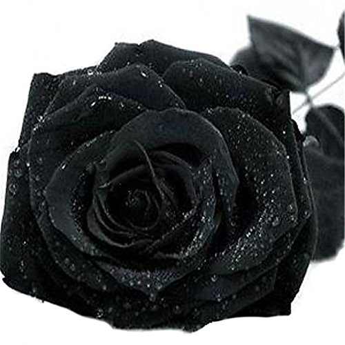 super1798 20 Pcs Rare Colorful Rose Flower Seeds DIY Panama | Ubuy