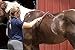 Oster 827583 Equine Care Series Sweat Scraper Pink
