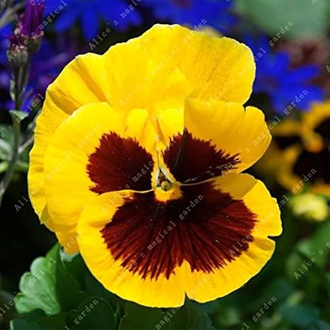 Amazon Co Jp 100個のパンジーミックスカラー美しい種子飾り盆栽植物フォーシーズン植えられた波状のビオラ三色の高い発芽率2 Diy 工具 ガーデン