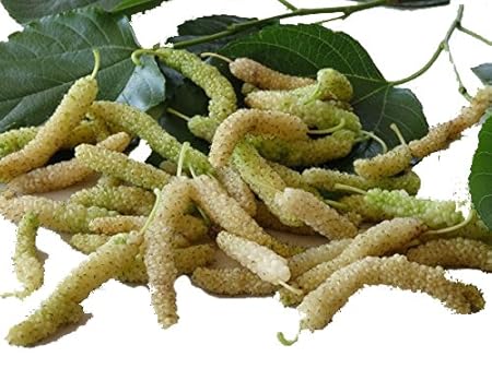 Green Paradise White Mulberry Live Plant Suitable For Bonsai