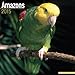 Amazon Parrot Calendar - Just Amazon Parrots Calendar - 2015 Wall calendars - Animal Calendars - Parrot Calendar - Monthly Wall Calendar by Avonside
