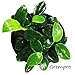 Greenpro Anubias Nana Petite Live Aquarium Plants Fish Tank Decorations Freshwater Plant