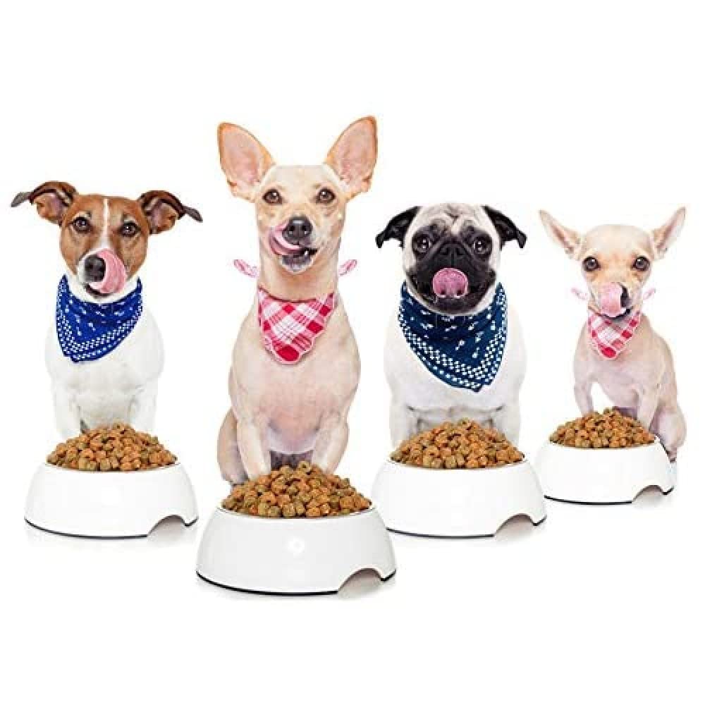 Artery8 Pug Chihuahua Jack Russell Dog Dinner Photo Art Print Canvas Premium Wall Decor Poster Mural