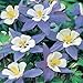 Stupid Girl Heirloom Blue Star Columbine Flowers, 100 Seeds