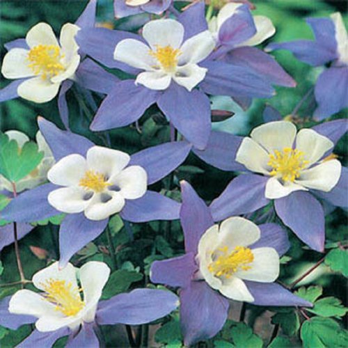 Stupid Girl Heirloom Blue Star Columbine Flowers, 100 Seeds Stupid Girl Heirloom Blue Star Columbine Flowers, 100 Seeds