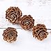 Cooraby 80 Pieces Micro-mini Natural Pine Cones Christmas Natural Pine Cones Ornaments for Home Decoration, Fall and Christmas Crafts