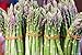 10 Mary Washington Improved Asparagus Roots - Heirloom Variety/Superior Flavor