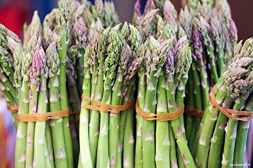 10 Mary Washington Improved Asparagus Roots - Heirloom Variety/Superior Flavor