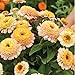 David's Garden Seeds Flower Zinnia Bi-Color Mix Zinderella Peach SL7557 (Salmon) 25 Non-GMO, Open Pollinated Seeds
