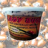 Bazos Live Ladybugs - Good Bugs - Ladybugs - Guaranteed Live Delivery (300)