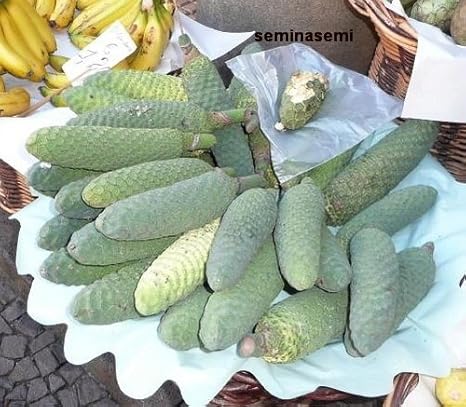 Images Na Ssl Images Amazon Com Images I 51pnvq