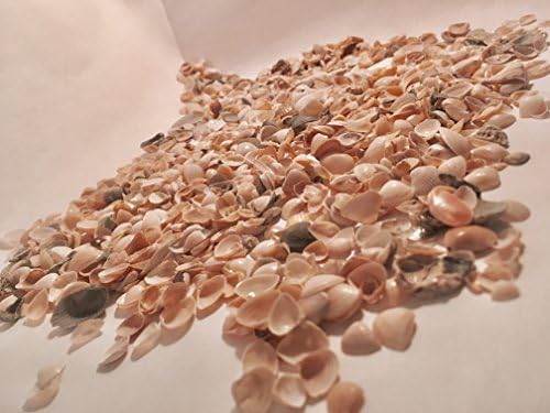 Nautical Sea Shell Sequins (10 oz)