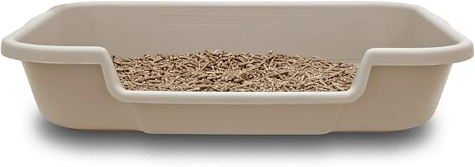 maine coon cat kittens