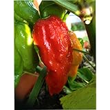 Fresh Ghost Peppers Whole Intact 10 Hot Ghost Peppers