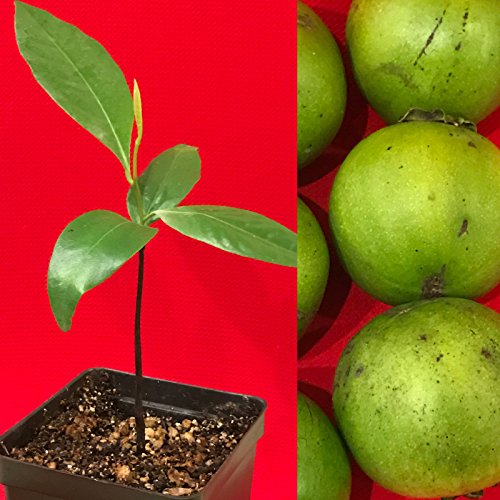LovelyGarden Black Sapote Diospyros Nigra Chocolate Pudding Seedling Plant Tropic Fruit Tree