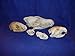 Innoverse Real Bone Coyote Raccoon Muskrat Mink Skunk Skull Taxidermy Bone (All 5 Skulls Combo)