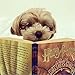 Stock Show Funny Cute Dog Cat Retro Fashion Sunglasses Glasses Transparent Eye-wear Puppy Cat Teacher Bachelor Cosplay Glasses Pet Photos Props for Small Dog Cat Costume