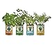 Back to the Roots Garden-in-a-Can Grow Organic Herbs Variety Pack, Basil/Cilantro/Dill/Sage, 4 Count