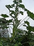 *GIANT COWHORN OKRA* 25 SEEDS *rare* #1054