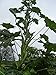 *GIANT COWHORN OKRA* 25 SEEDS *rare* #1054