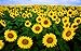 20 Black Oil Sunflower Seed Bombs - Bulk Seed Balls for Seed Bombing (Helianthus annuus)
