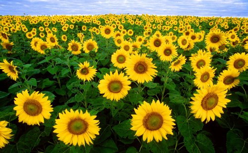 20 Black Oil Sunflower Seed Bombs - Bulk Seed Balls for Seed Bombing (Helianthus annuus) 20 Black Oil Sunflower Seed Bombs - Bulk Seed Balls for Seed Bombing (Helianthus annuus)