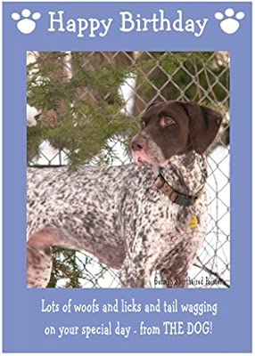 German Short Haired Pointer Dog Birthday Card Amazon Co Uk