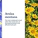 ASUTRA Relief Cream, 3 oz - Cooling Sensation, Temporary Relief from Muscle Discomfort and Soreness, 4% Menthol, Arnica Montana, and Dimethyl Sulfone (MSM)