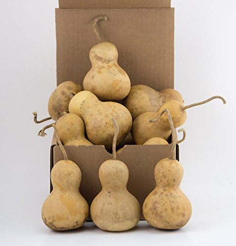 Snowman gourds Mini Bottle dried gourds Perfect for crafting!