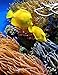 Notebook: Great Barrier Reef North Queensland Australia Australian by Wild Pages Press