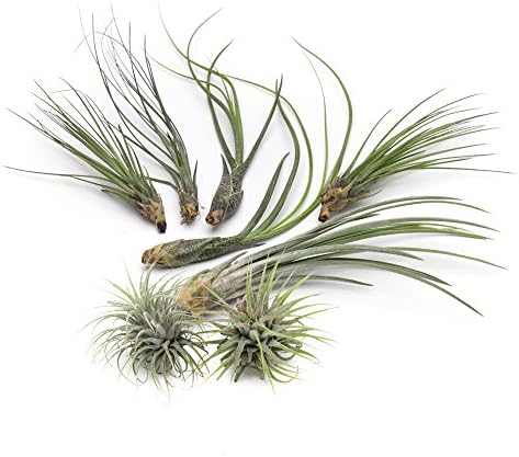 MakersKit Juncifolia Live Air Plant Collection, Set of Eight + Free Organic Plant Food Pod