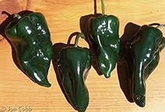Organic Poblano Pepper