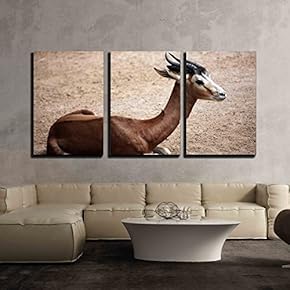 3 Piece Canvas Wall Art - Mhorr Gazelle (Nanger DAMA Mhorr). Wild Life Animal. - Modern Home Art Stretched and Framed Ready to Hang - 16"x24"x3 Panels