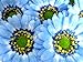 (12) BIG Silk Blue Gerbera Daisy Flower Heads , Gerber Daisies - 3.5