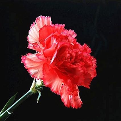 Amazon Co Jp 4 100pcs Bagカーネーション種子多年生花鉢植えガーデン植物dianthus Caryophyllus花と種子用家庭4 ホーム キッチン