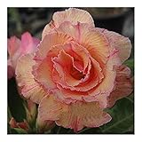Rare Adenium Obesum, Double Flower, Grafted Mature