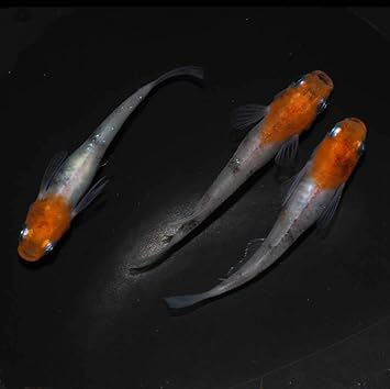 Amazon めだか屋 さん 極上 紅凛 稚魚 7匹 夢中メダカ様 ブリード個体からの稚魚 めだか メダカ 生体 ノーブランド品 観賞魚 水中生物 通販