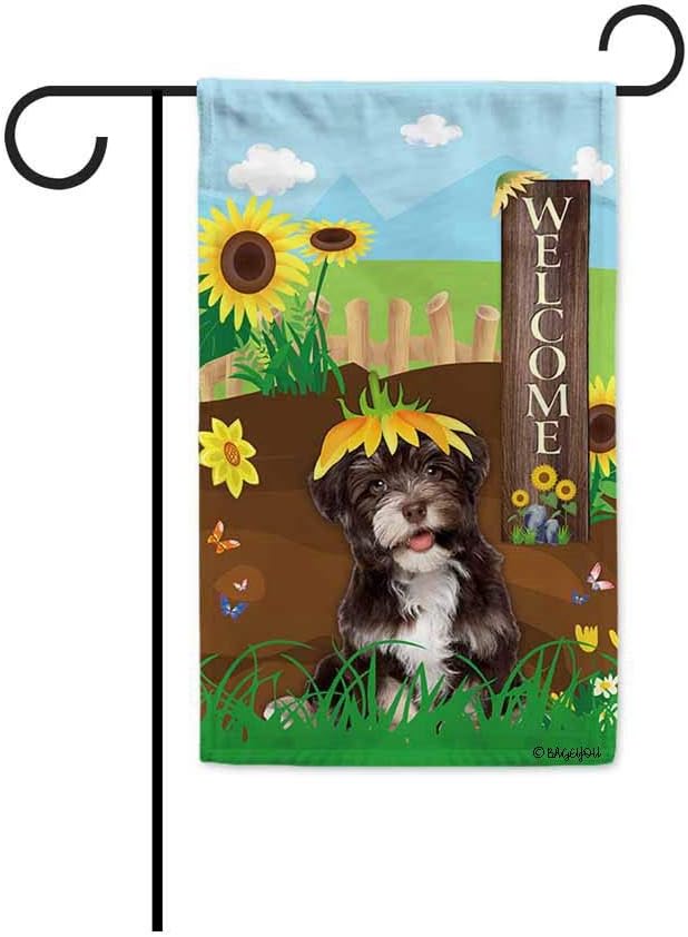 chocolate havanese puppy