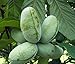 Paw Paw Trees - Banana fruit - Asimina triloba - PawPaw - 2 Plants - 3.25" Pot