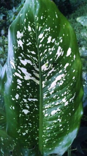 1 Variegated Dieffenbachia Picta cutting dumb cane Easy tropical plant