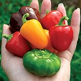 Park Seed Petite Colour Blend Hybrid Bell Pepper