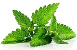 100+ ORGANICALLY Grown Egyptian Mint Seeds Heirloom Non-GMO Fragrant Rare! Fragrant, US Grown!
