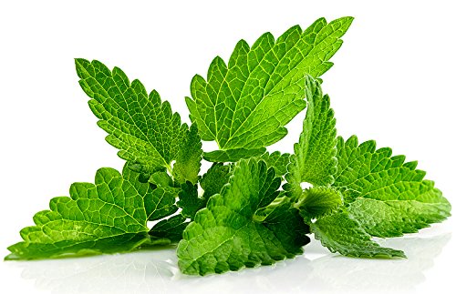 100+ ORGANICALLY Grown Egyptian Mint Seeds Heirloom Non-GMO Fragrant Rare! Fragrant, US Grown!