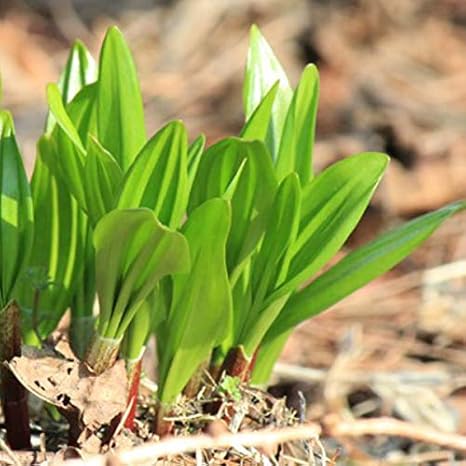 Amazon 紫桜館山の花屋 山菜苗 ギョウジャニンニク ３ ５年栽培品素掘り苗１００株 花
