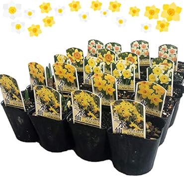 Amazon Co Jp 寒さに強い 香りがする 水仙 おまかせmix 個セット 雪中花 スイセン 球根 芽出し苗 おまかせ 園芸 ガーデニング 寄せ植え 鉢花 鉢植え 春の訪れ 花 誕生日 記念日 プレゼント 贈り物 ポット ホーム キッチン