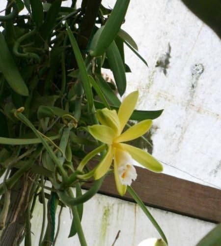 Vanilla Planifolia Bean Plants,Cuttings with air root, 10 โ-12โ Easy Indoor Grow
